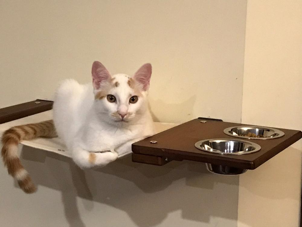 Wall mounted outlet cat food station