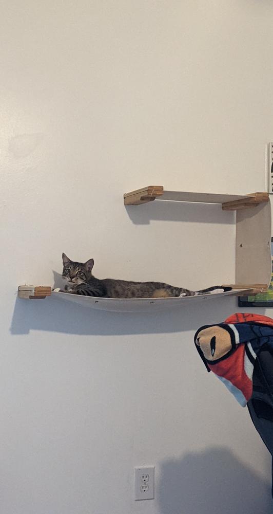 The Double Decker Cat Hammock Bed | Catastrophic Creations