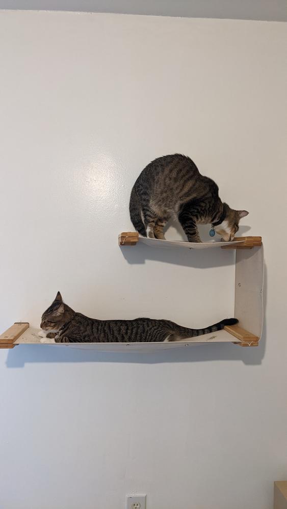 Double decker 2025 cat hammock