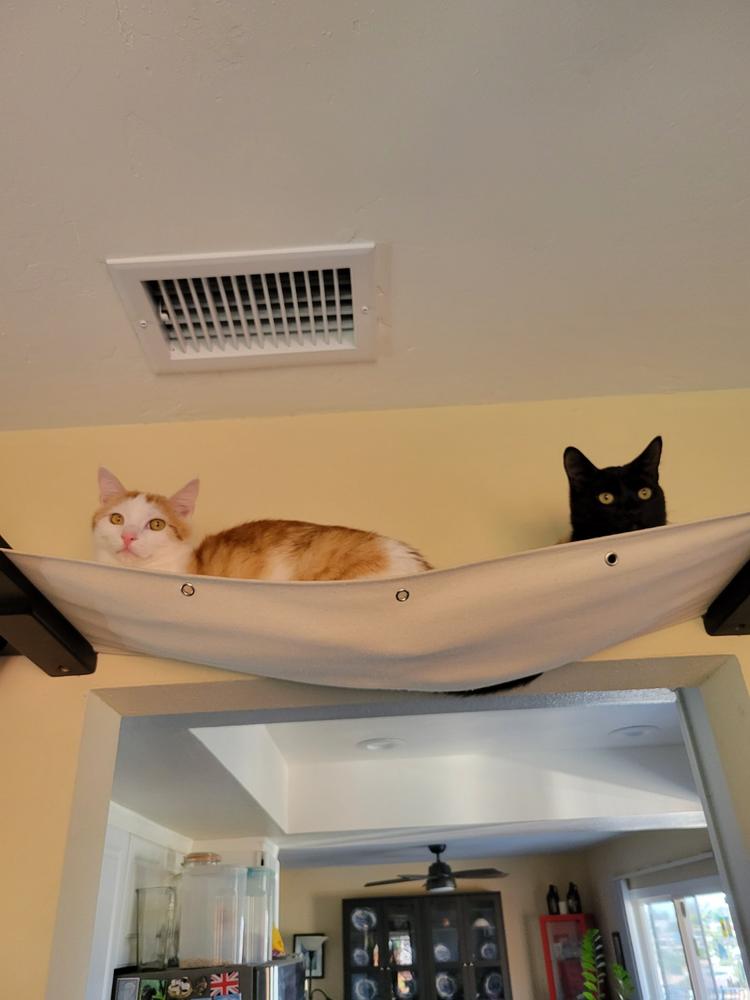 Cat hammock hanging outlet from ceiling