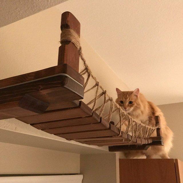 Cat Bridge ⋆ Catastrophic Creations