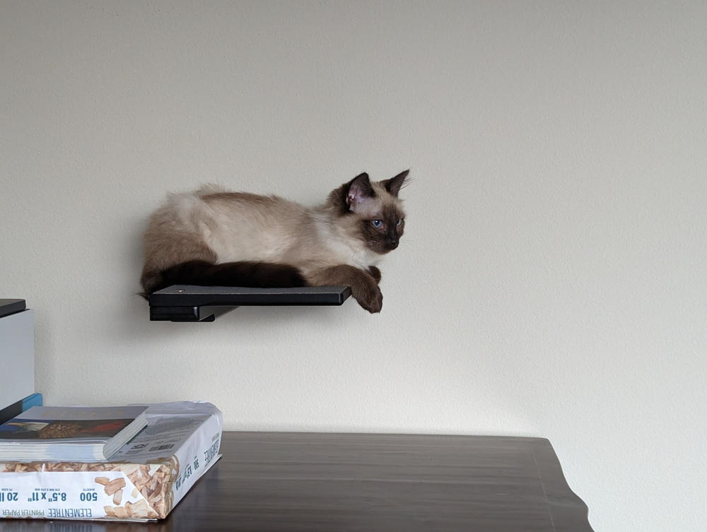 No Drill Cat Shelf in 2022 — Best Cat Review