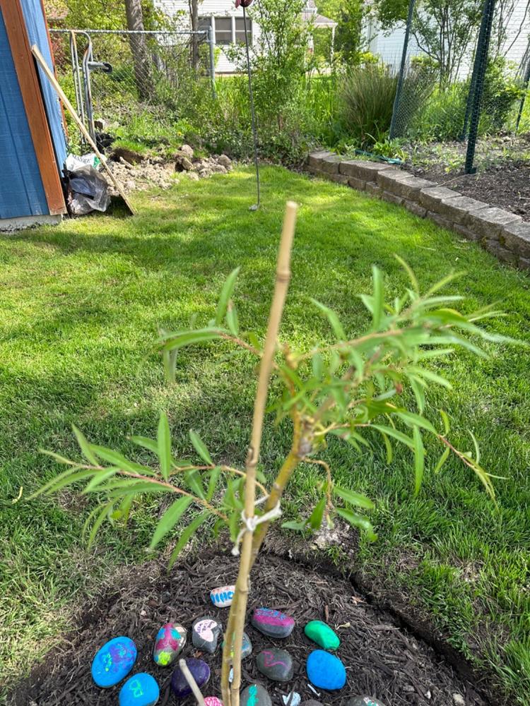 You Can Grow a Beautiful Weeping Willow Memorial with Ease with this B —  The Living Urn