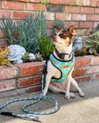 Pack Leashes Hide-N-Seek Camo Review