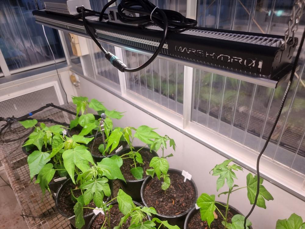 Mars Hydro SP-3000 LED Grow Light Bar – 300W | Dimmable | IP65 Mars Hydro SP-3000 LED Grow Light Bar – 300W | Dimmable | IP65