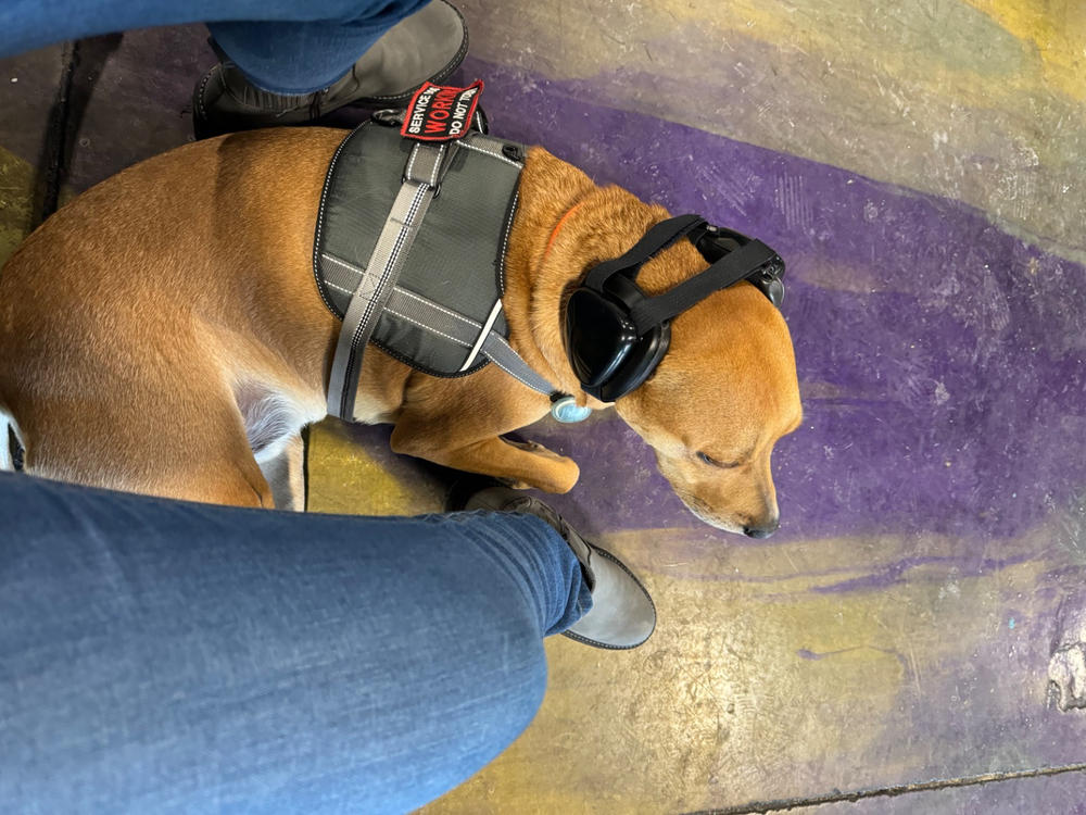 Mutt Muffs Hearing Protection for Dogs Medium Black