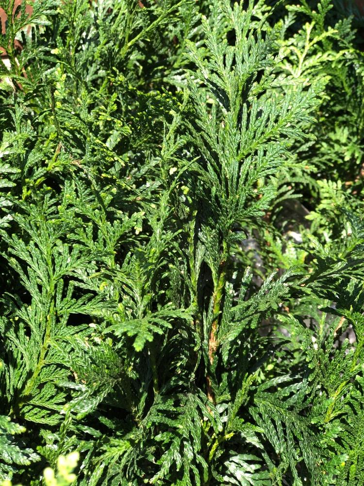 Thuja Green Giant Evergreen Trees For Sale– Fastgrowingtrees.com