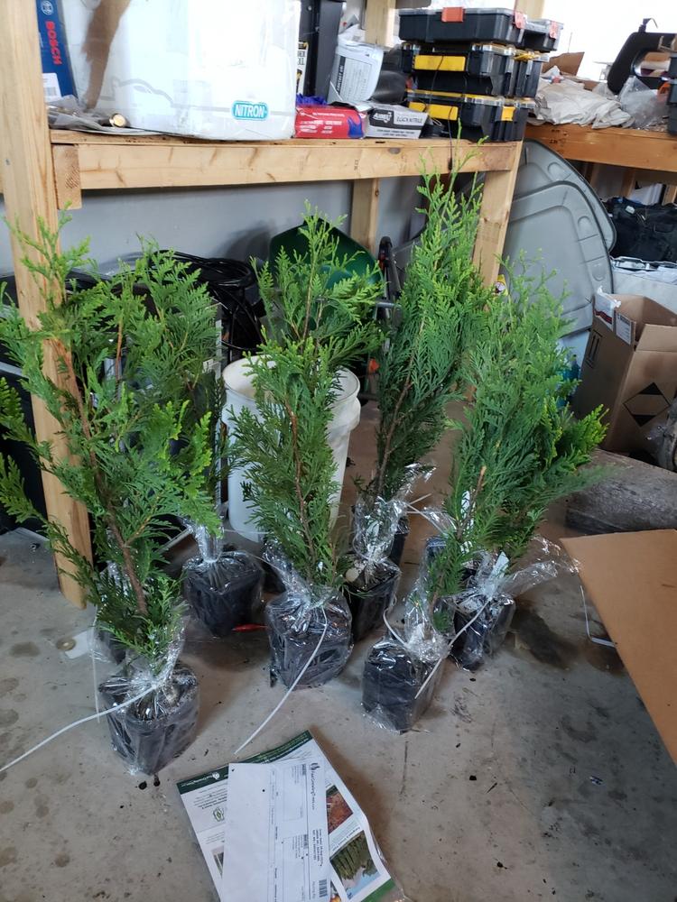 Thuja Green Giant Evergreen Trees for Sale– FastGrowingTrees.com