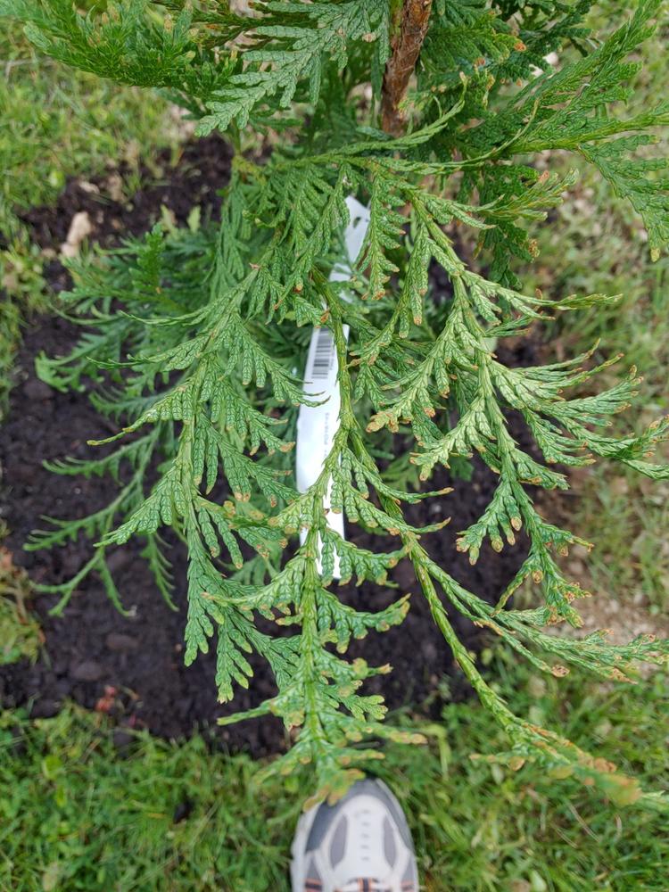 Thuja Green Giant Evergreen Trees for Sale