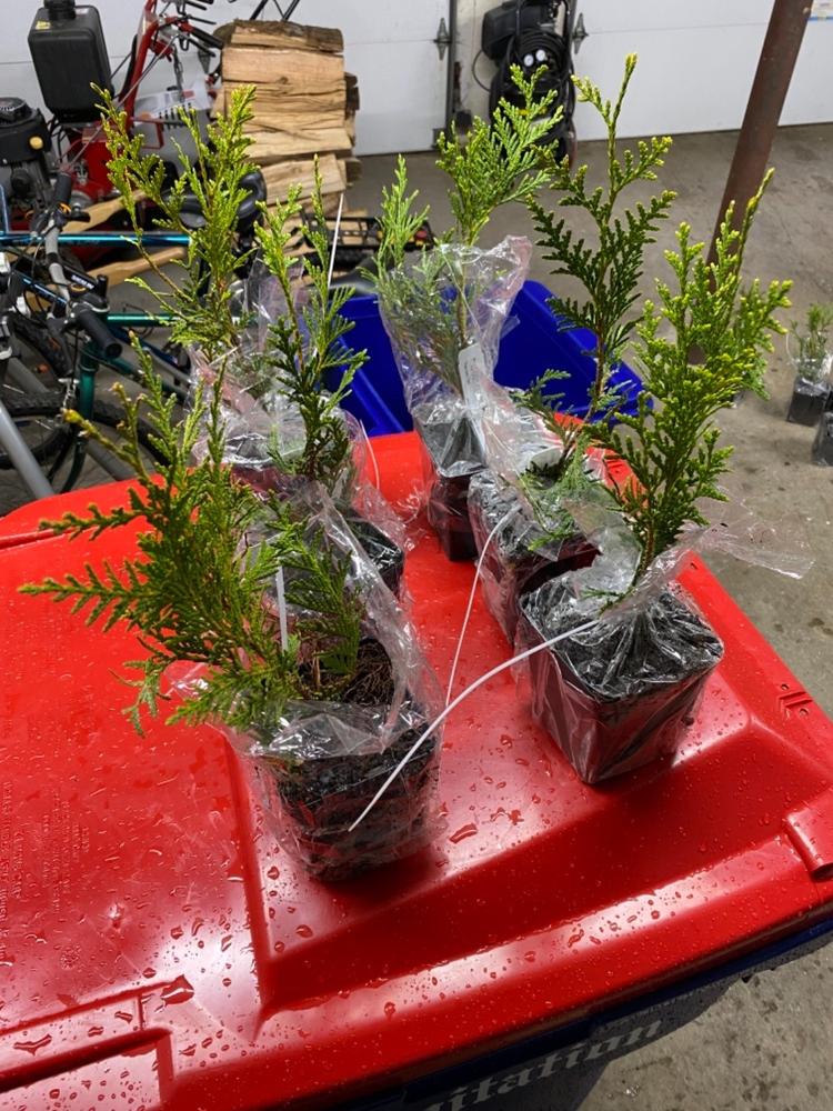 Thuja Green Giant Evergreen Trees for Sale
