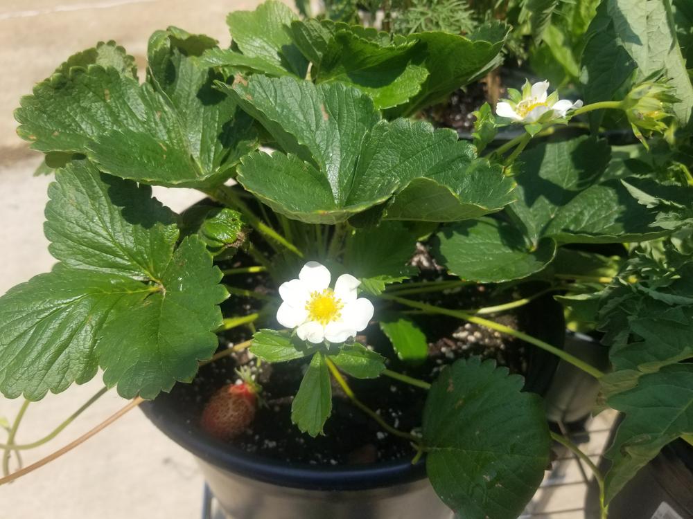 Everbearing Strawberry Plants for Sale