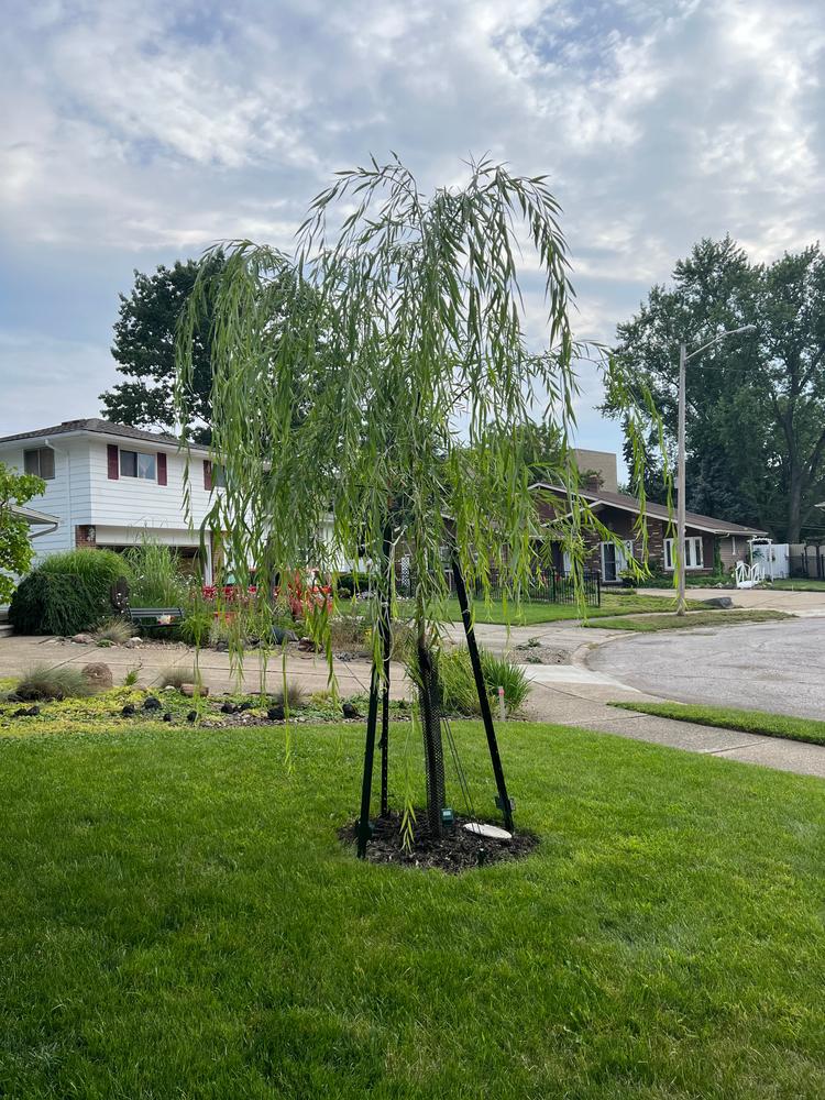 Willow Trees for Sale