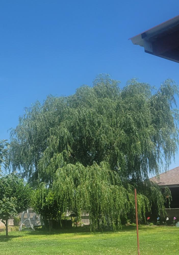 Weeping Willow Trees for Sale at Arbor Day's Online Tree Nursery