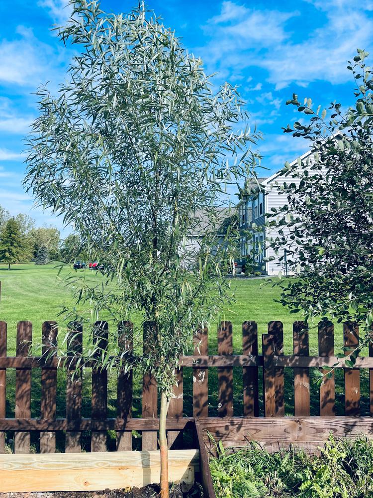 Willow Hybrid Trees for Sale