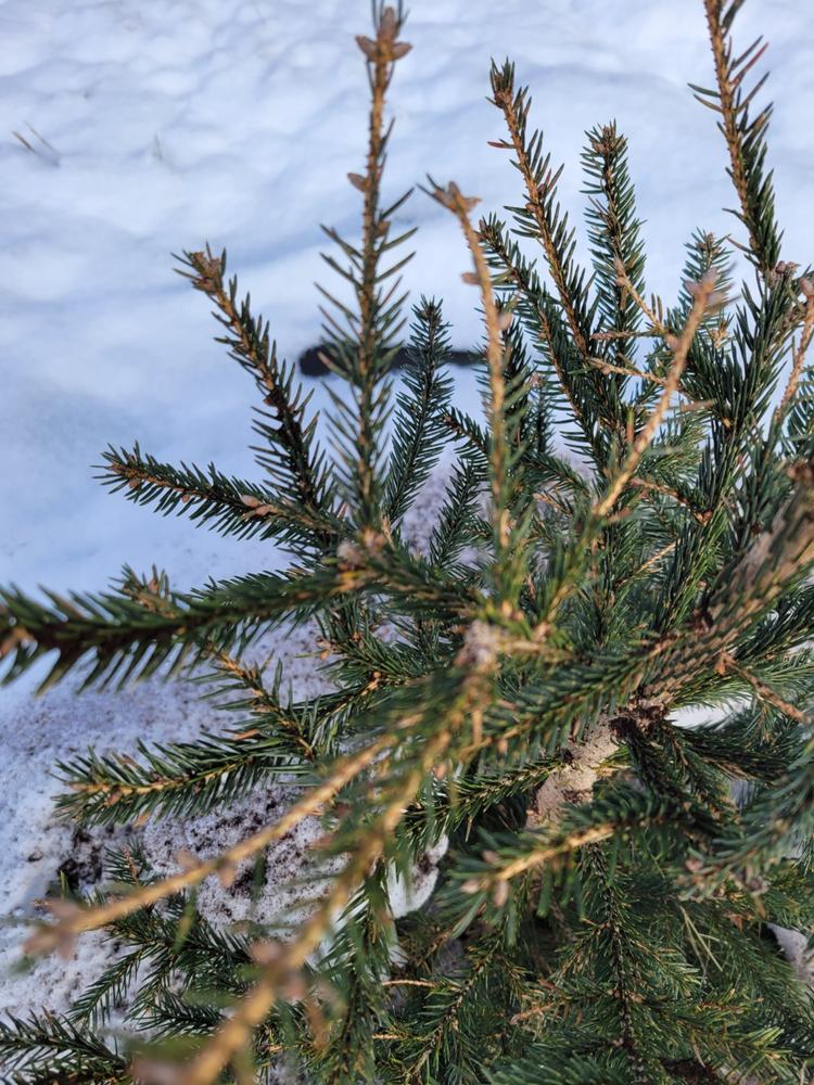 Norway Spruce Trees For Sale – FastGrowingTrees.com