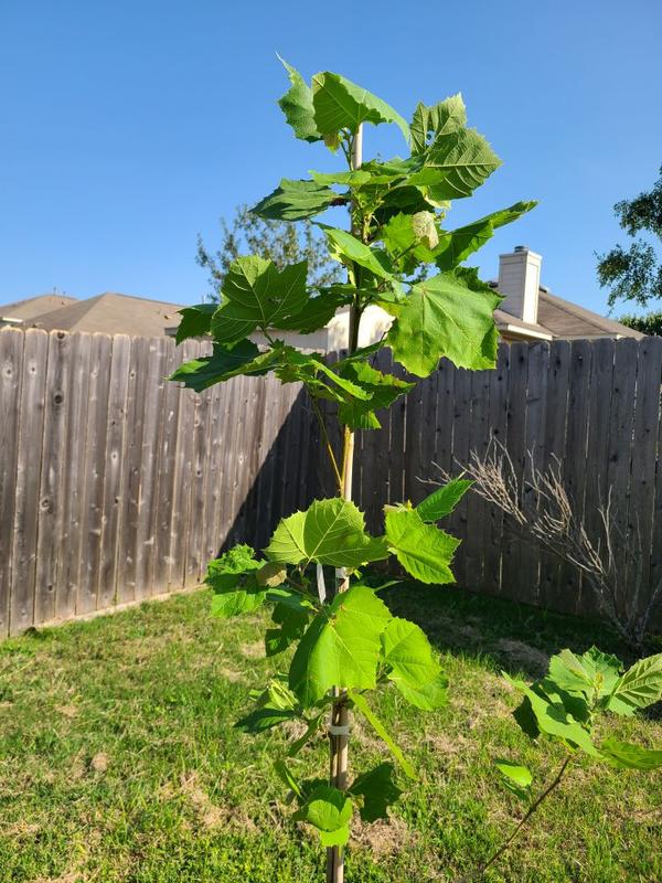 American Sycamore Trees for Sale