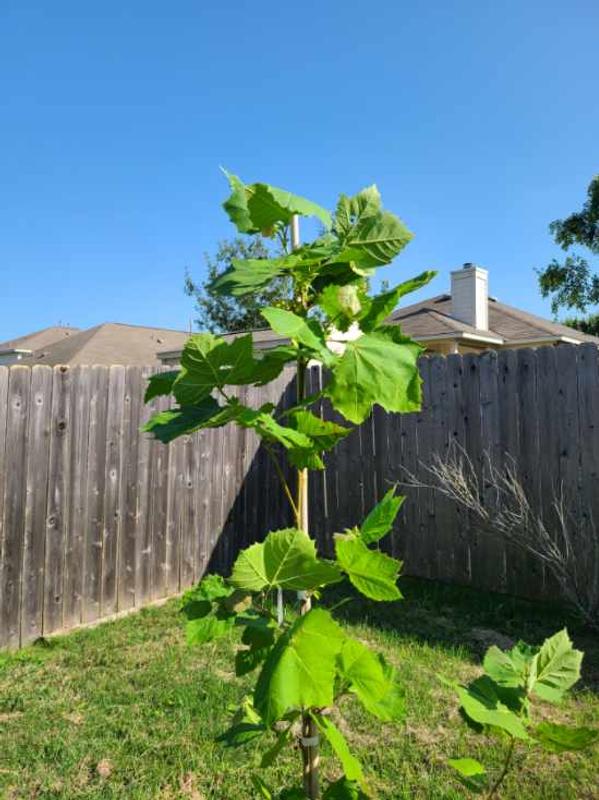 American Sycamore Trees for Sale– FastGrowingTrees.com