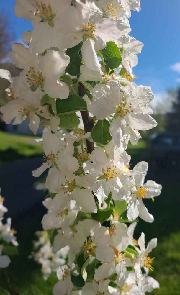 Granny Smith Apple – Trees of Antiquity