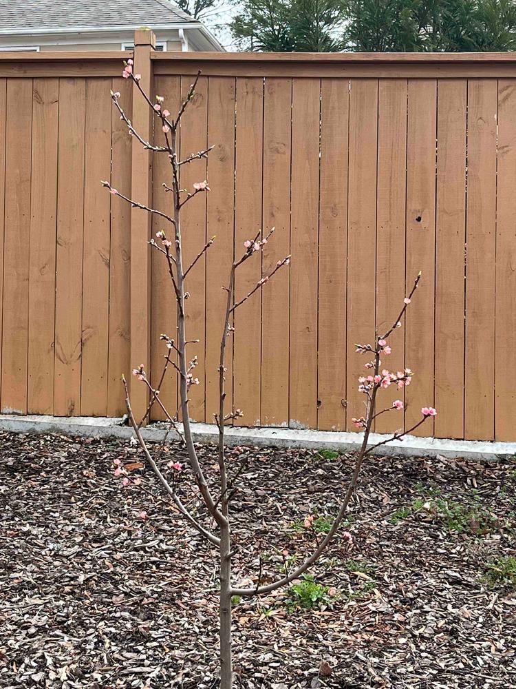 Elberta Peach Trees for Sale