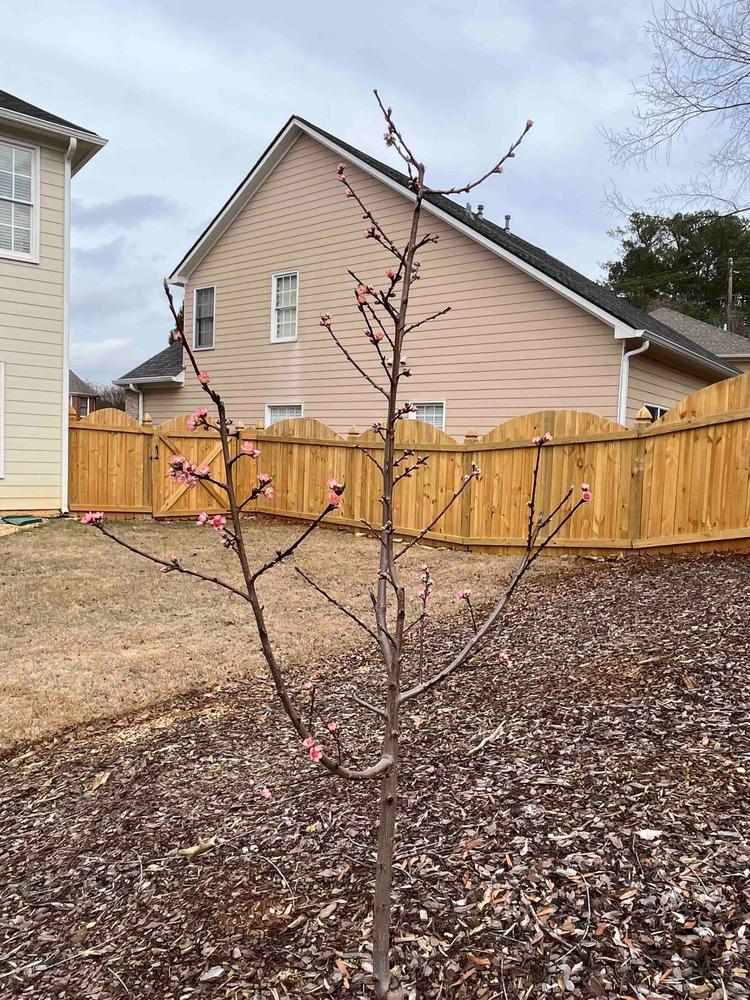 Elberta Peach Trees for Sale