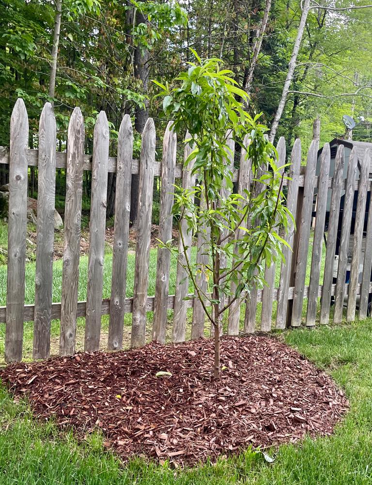 Elberta Peach Trees for Sale