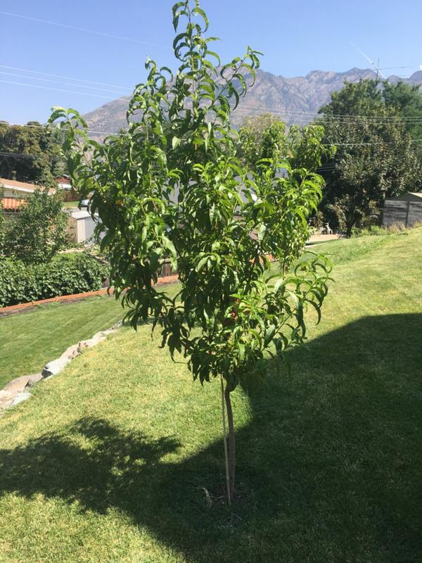 Elberta Peach Trees for Sale