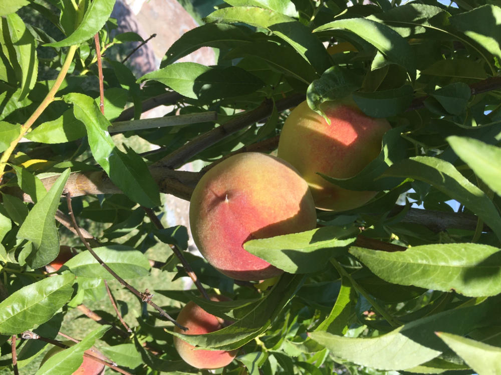 Elberta Peach Trees for Sale