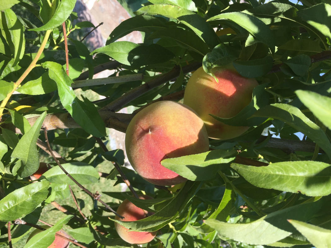 Elberta Peach Trees for Sale