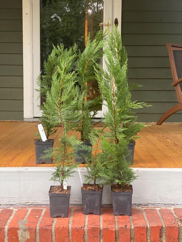 Leyland Cypress Trees for Sale