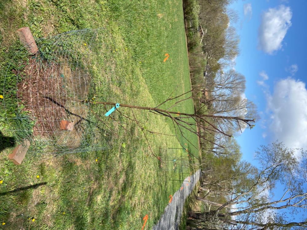 LowChill Fuji Apple Trees for Sale