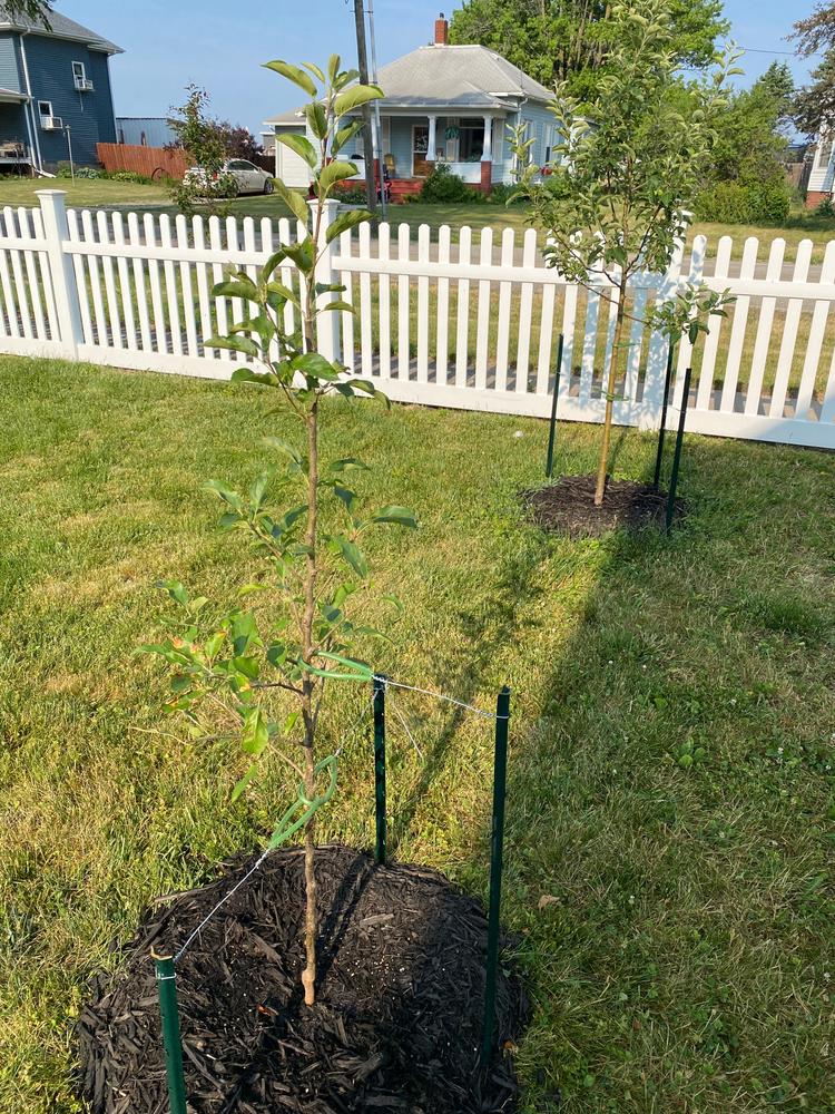 Yellow Delicious Apple Tree –