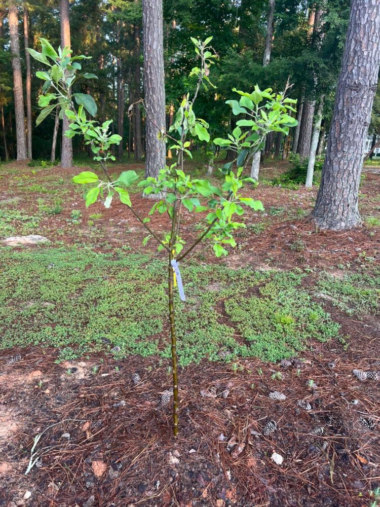 Dwarf Red Delicious Apple Tree