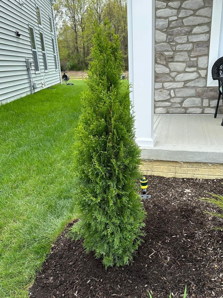 Emerald Green Thuja Arborvitaes for Sale – FastGrowingTrees.com