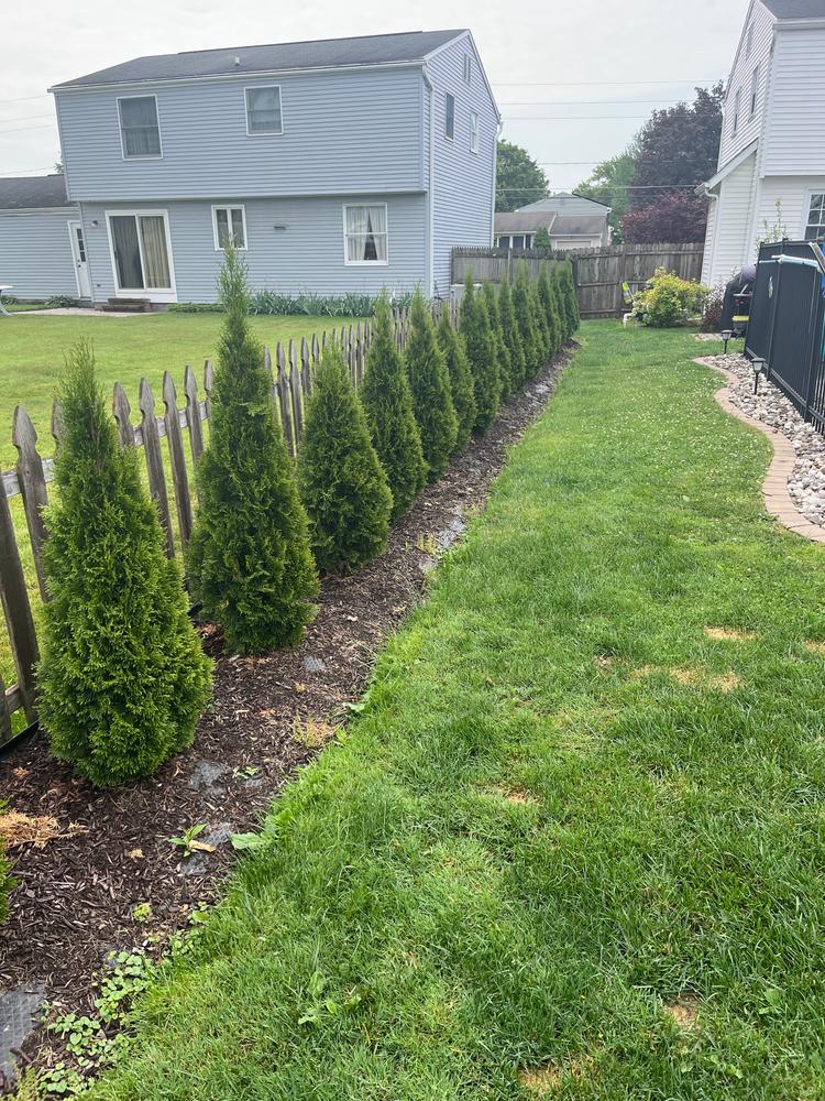 Emerald Green Thuja Arborvitaes for Sale