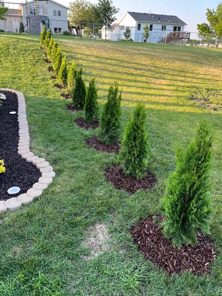 Emerald Green Thuja Arborvitaes for Sale