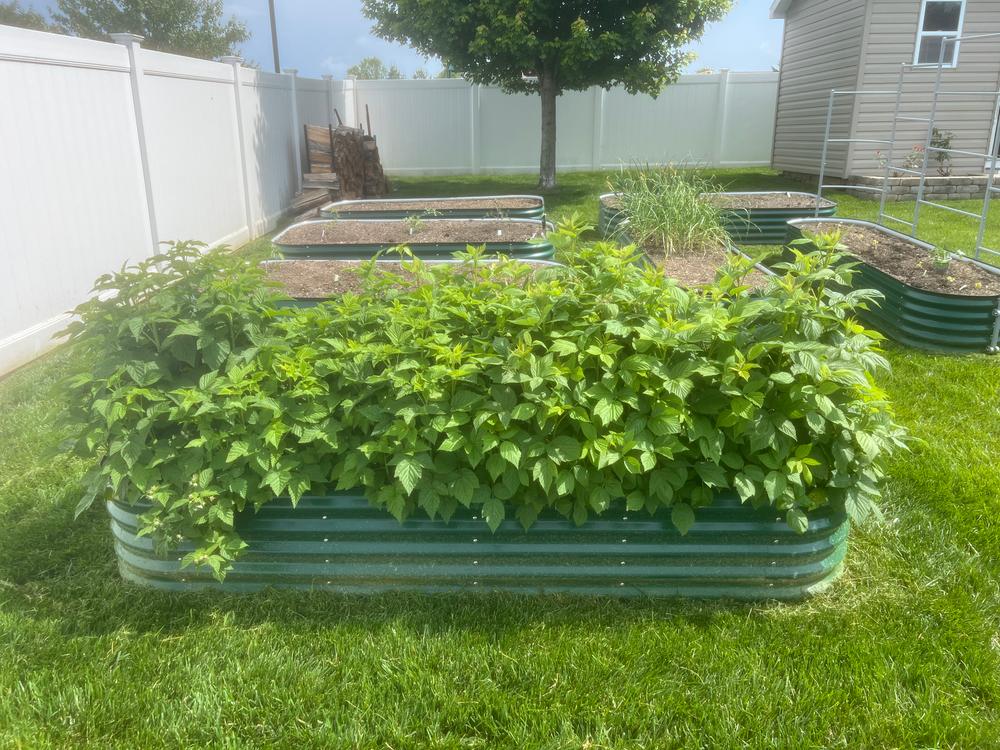 Heritage Red Raspberry Bushes for Sale | FastGrowingTrees.com