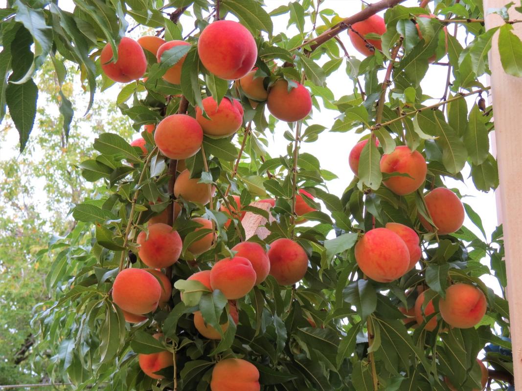 contender peach trees