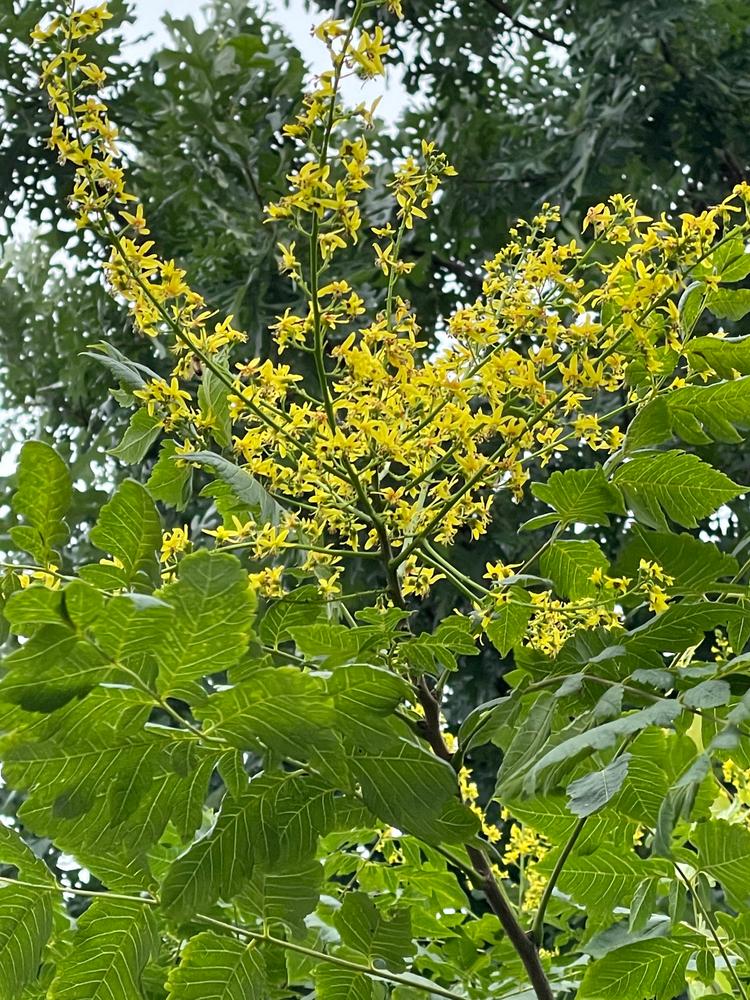 Flowering Golden Raintrees for Sale