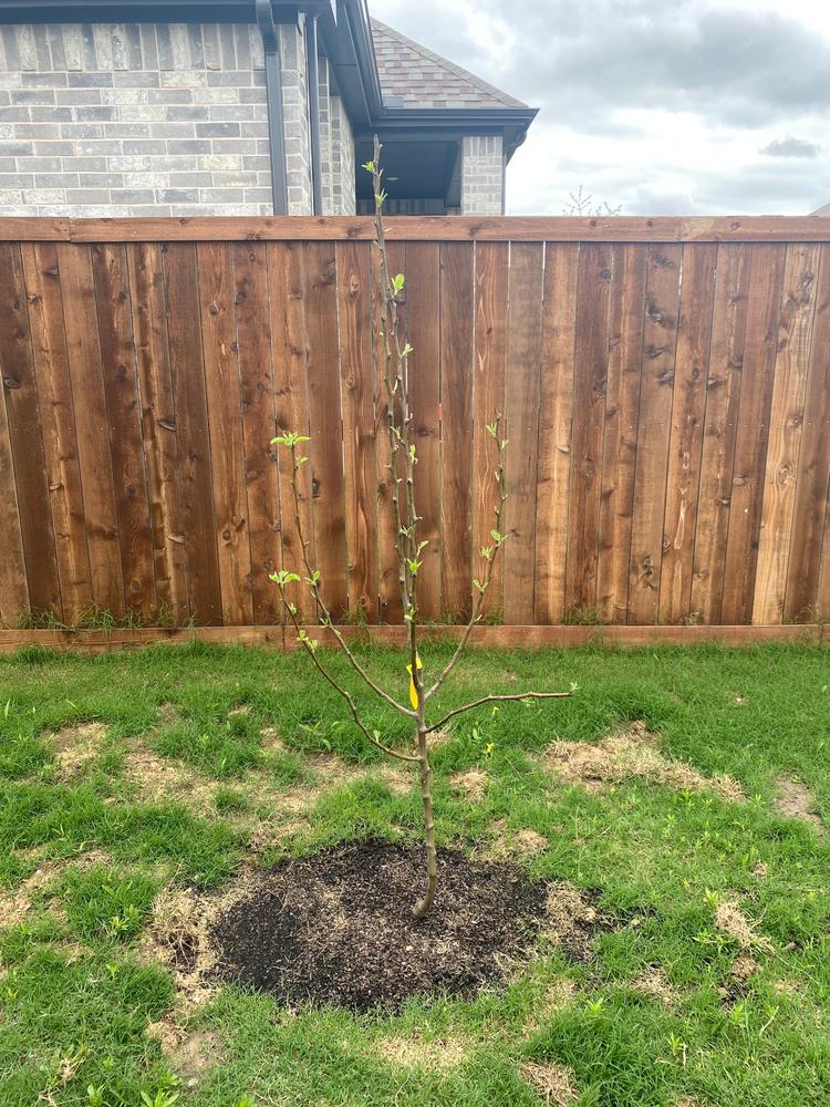 Bartlett Pear Trees for Sale
