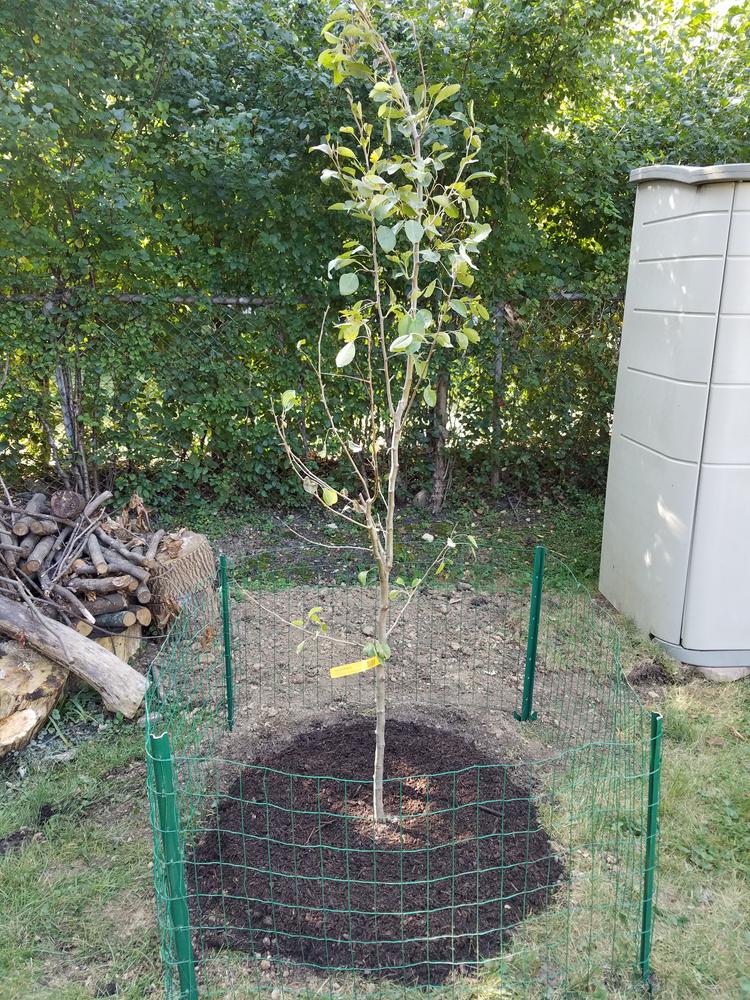 Bartlett Pear Trees for Sale