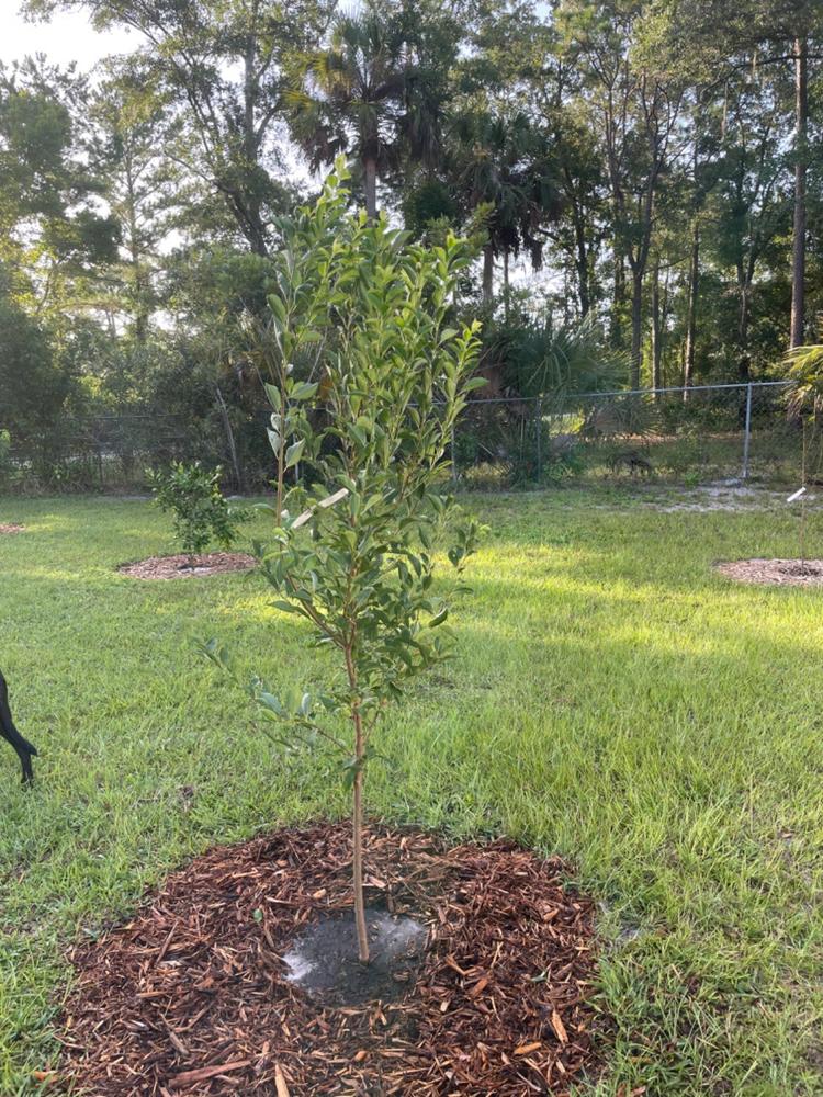 Dwarf Santa Rosa Plum Trees for Sale – FastGrowingTrees.com