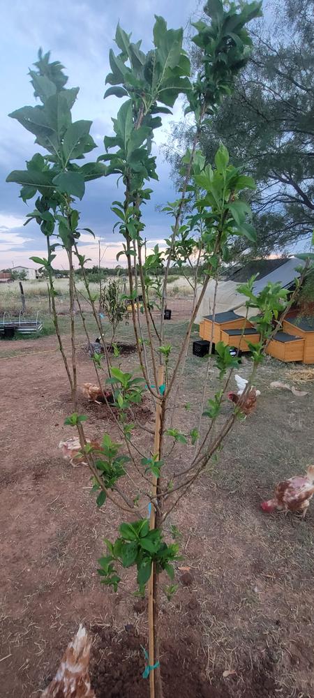 Dwarf Santa Rosa Plum Trees for Sale