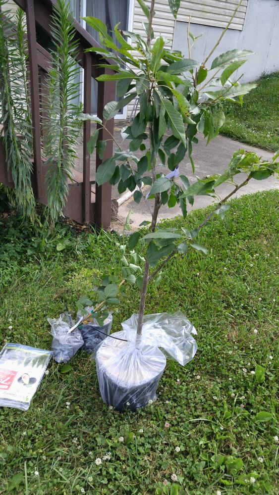 Dwarf Bing Cherry Trees for Sale