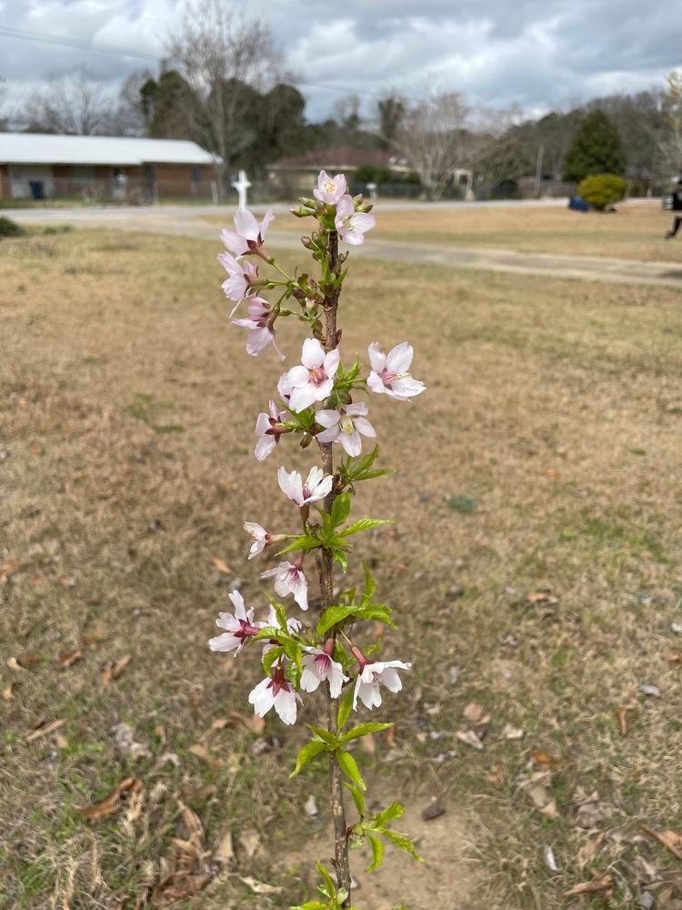 Okame Cherry Trees for Sale