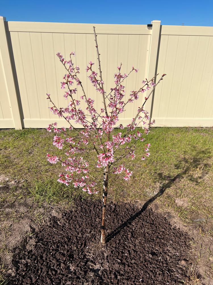 Okame Cherry Trees for Sale