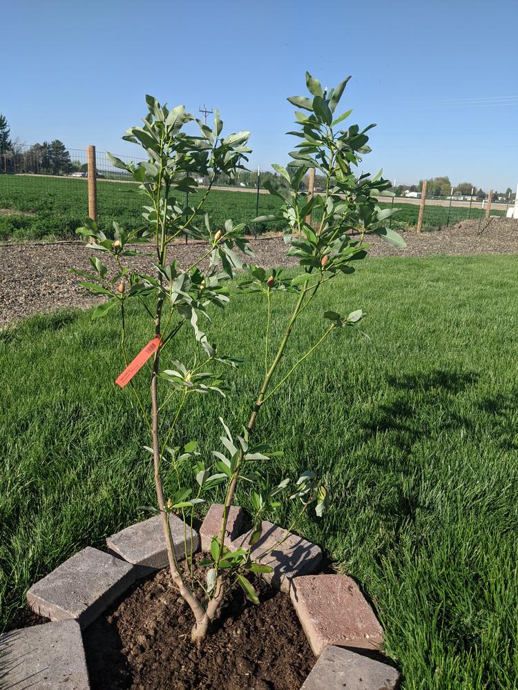 Sweetbay Magnolia Trees for Sale