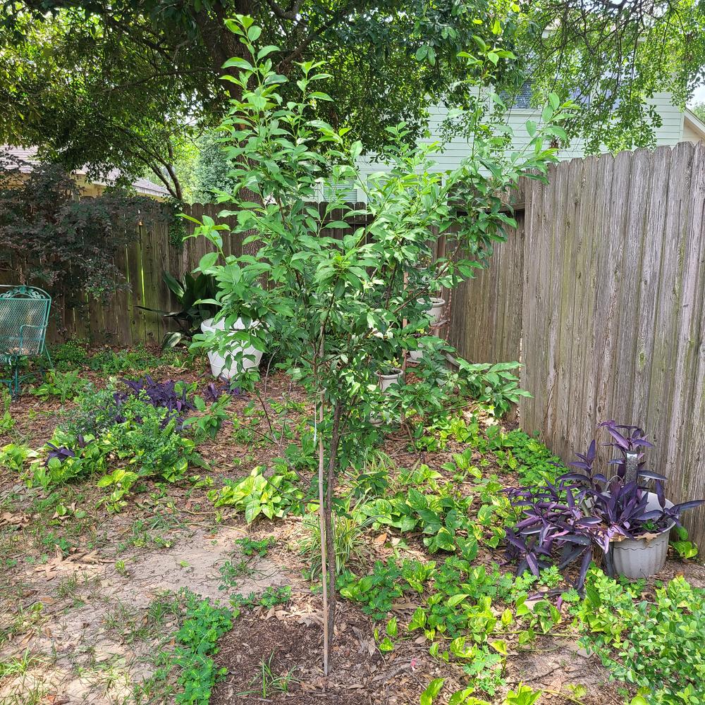 Methley Plum Trees for Sale – FastGrowingTrees.com