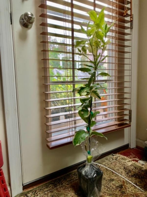 Pink Variegated Eureka Lemon Trees for Sale