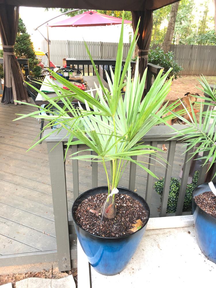 Windmill Palm Trees for Sale