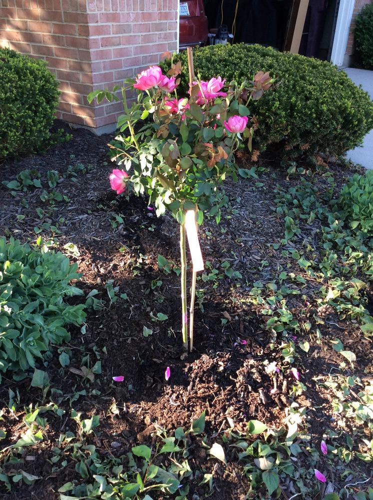 Pink Knock Out Rose Trees for Sale